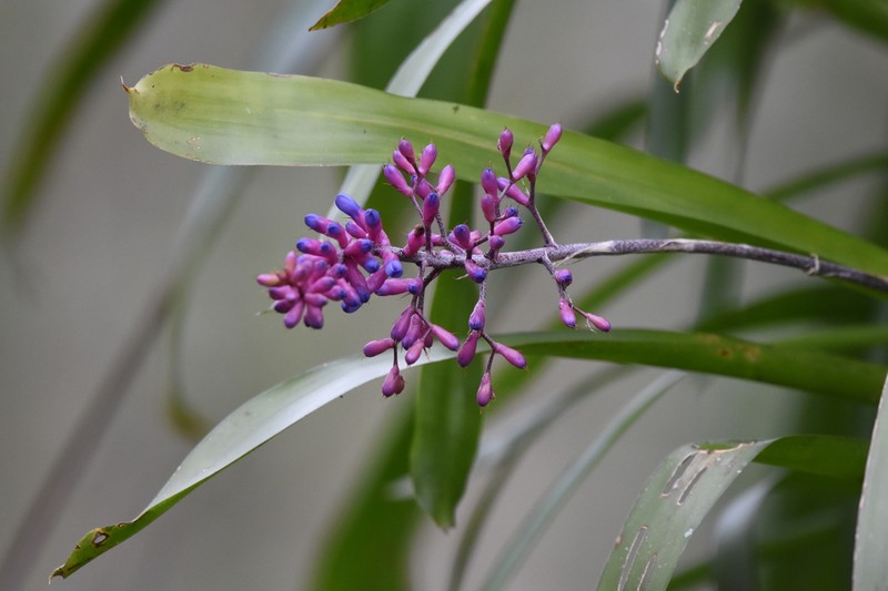 Aechmea gracilis photo 8