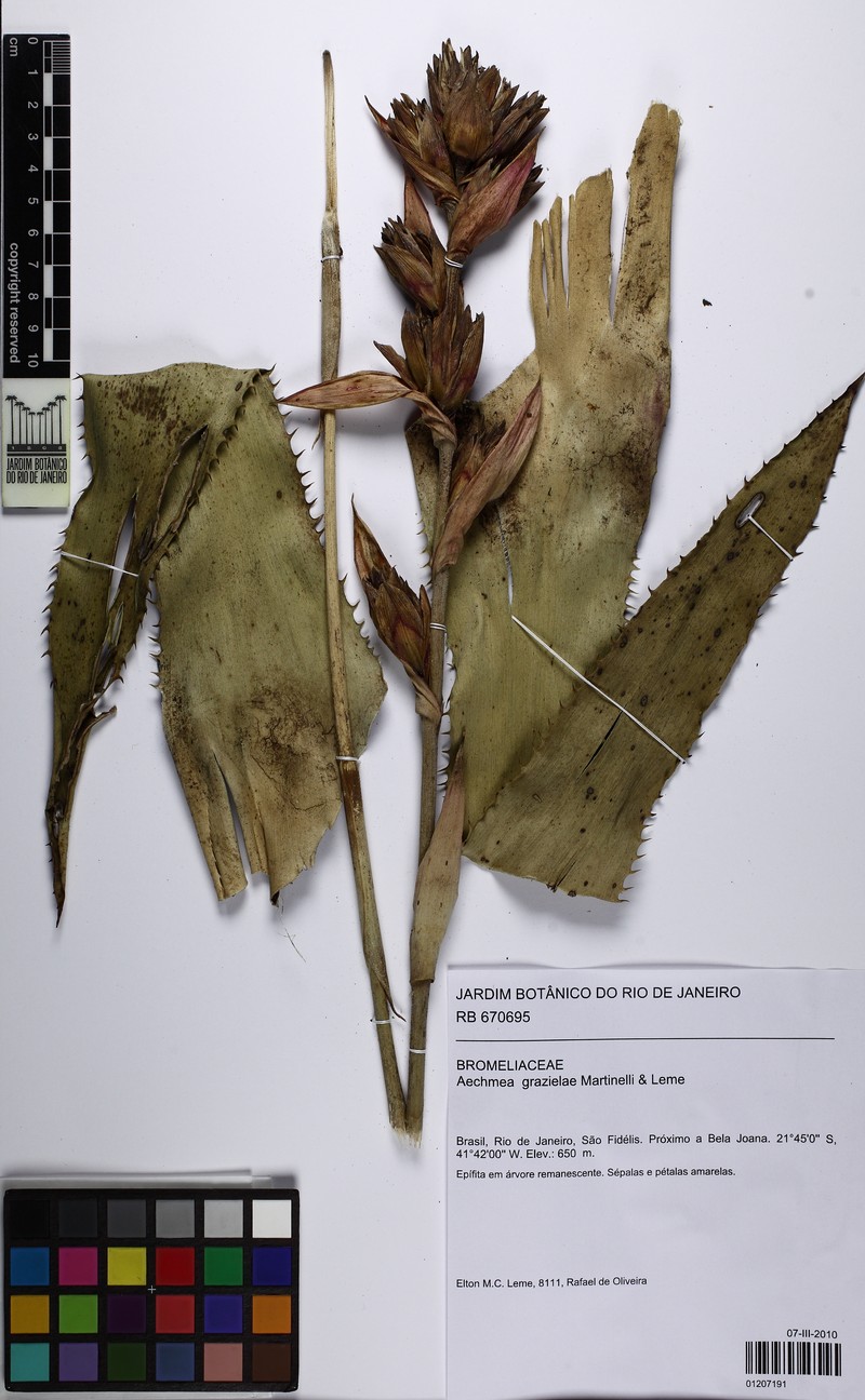 Aechmea grazielae photo 2