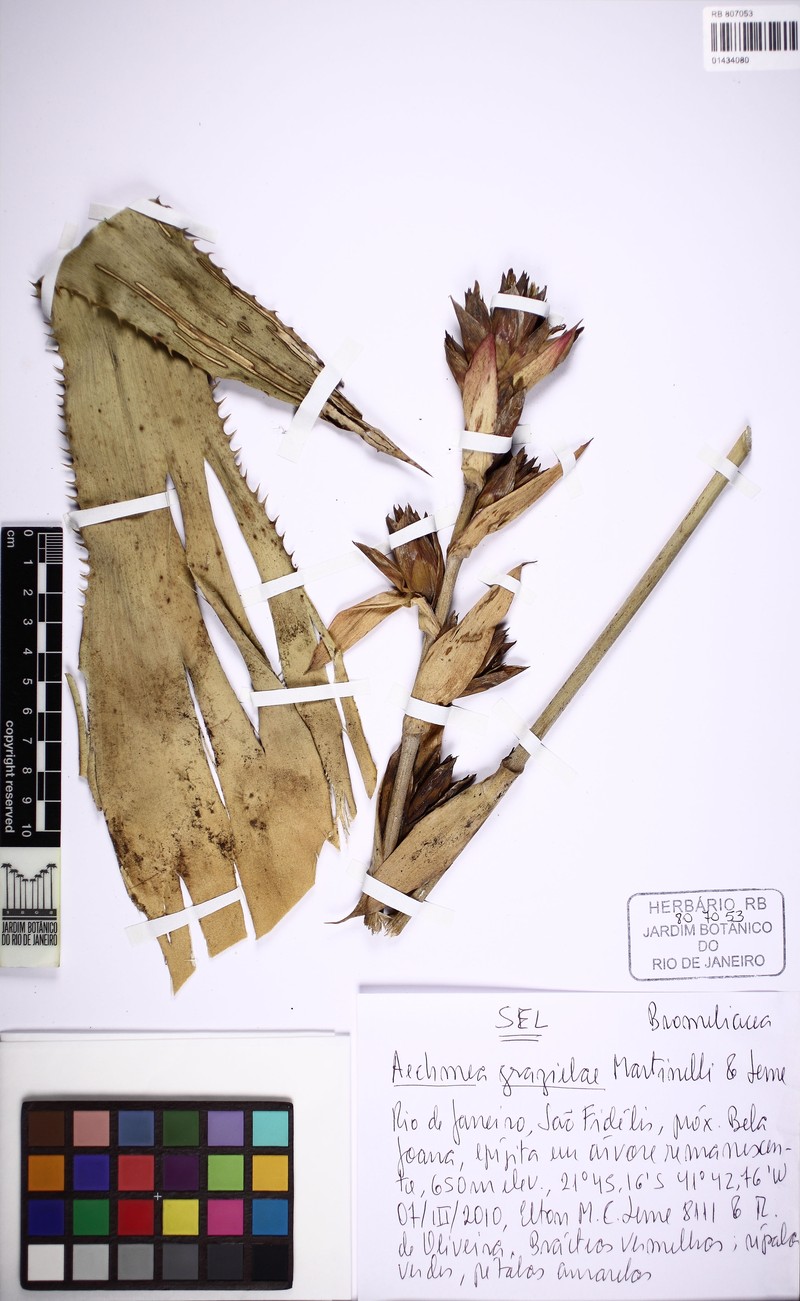 Aechmea grazielae photo 3