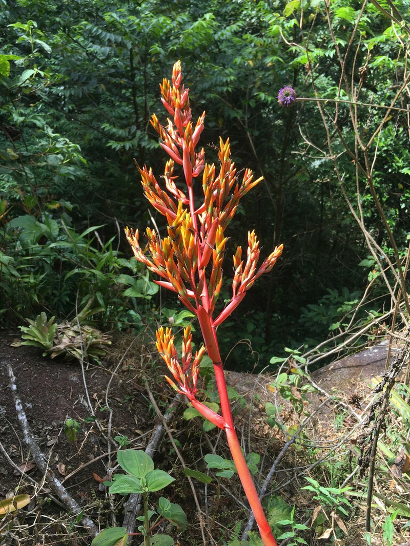 Aechmea guainumbiorum photo 2