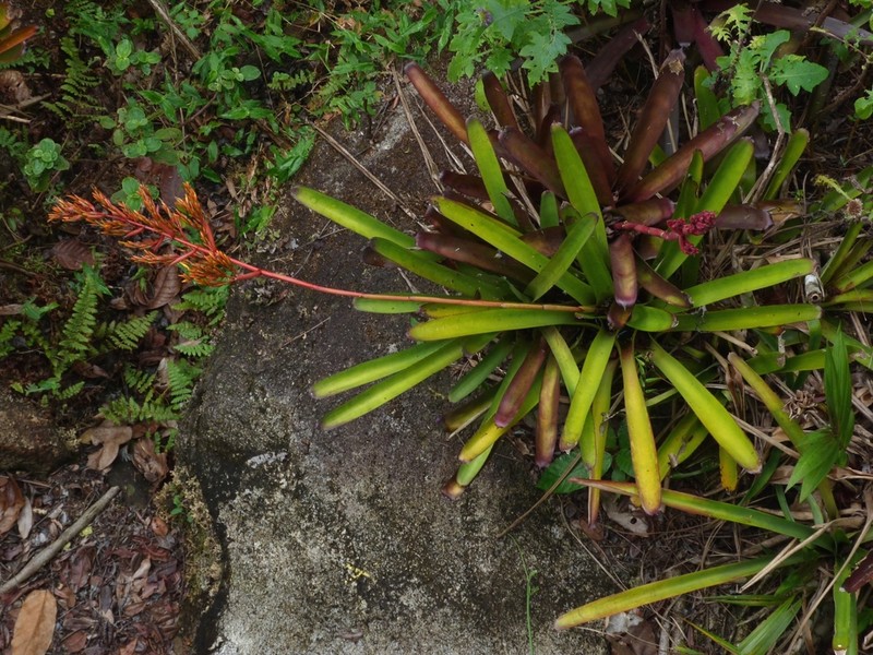Aechmea guainumbiorum photo 3