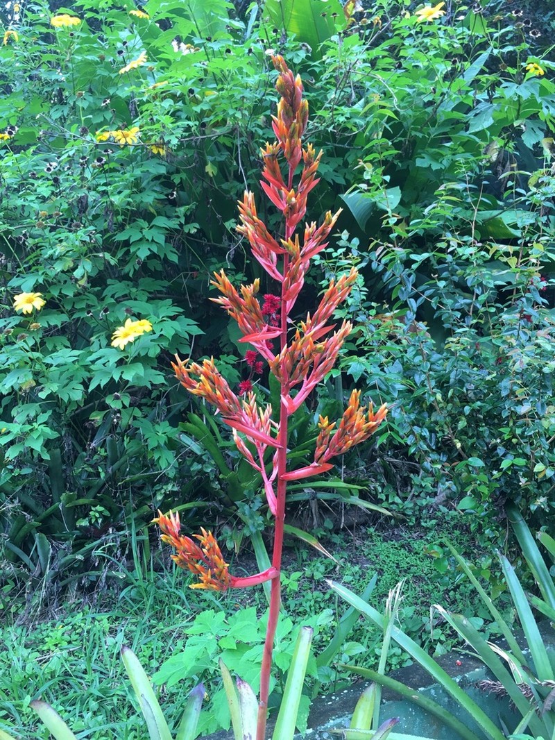Aechmea guainumbiorum photo 5