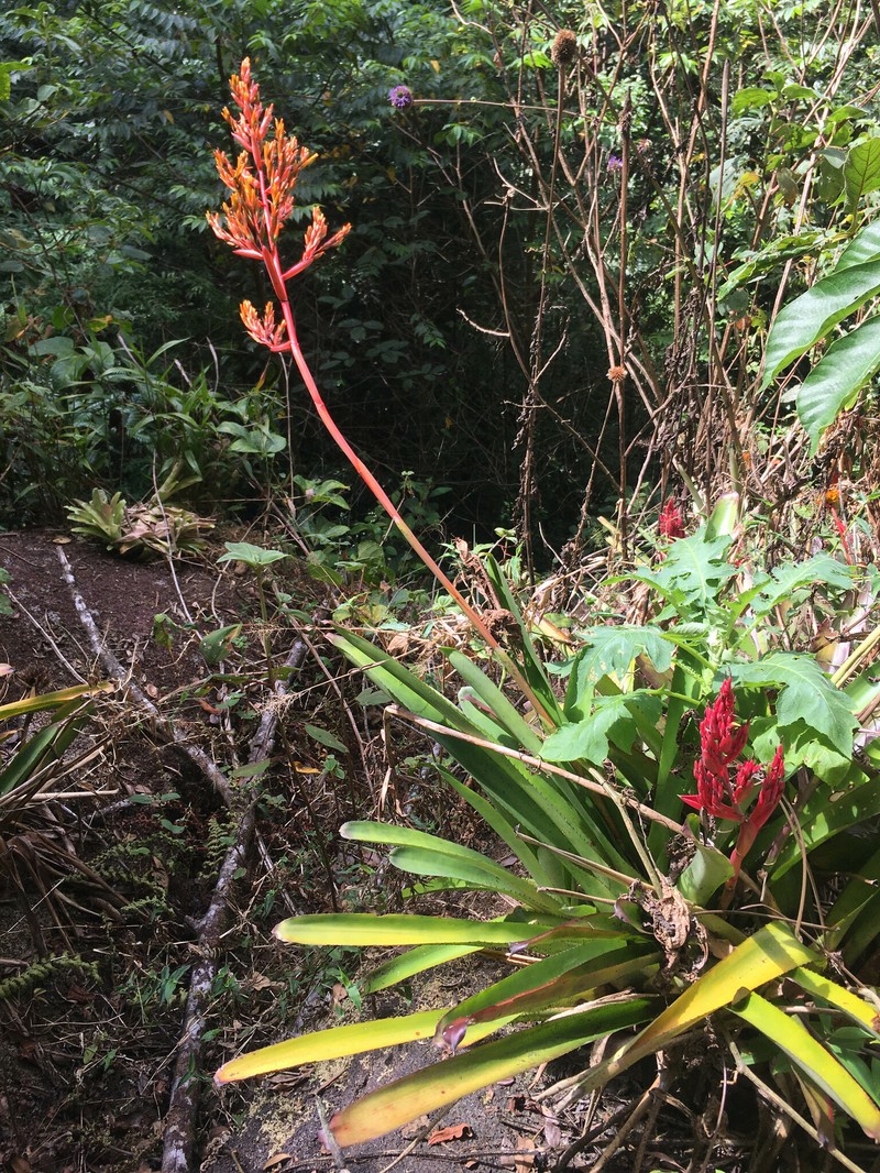Aechmea guainumbiorum photo 7