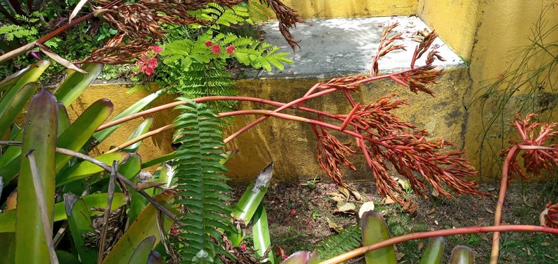 Aechmea guainumbiorum photo 8