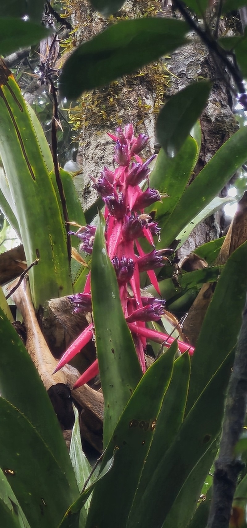 Aechmea guaratingensis