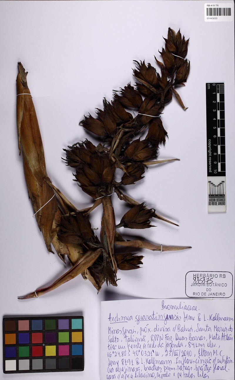 Aechmea guaratingensis photo 2