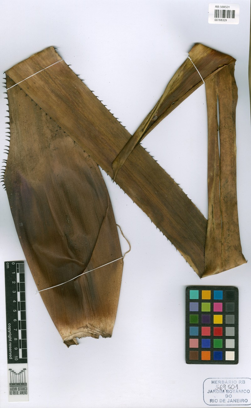 Aechmea guaratingensis photo 3
