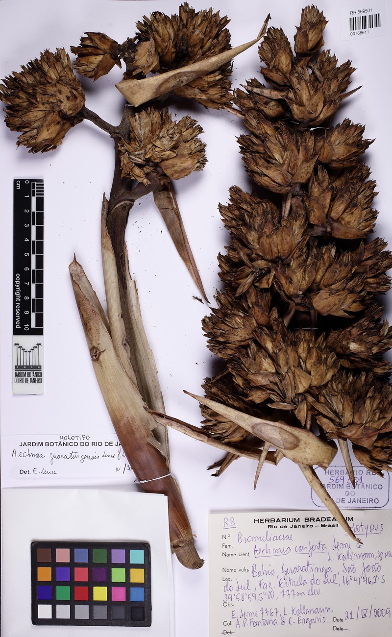 Aechmea guaratingensis photo 5