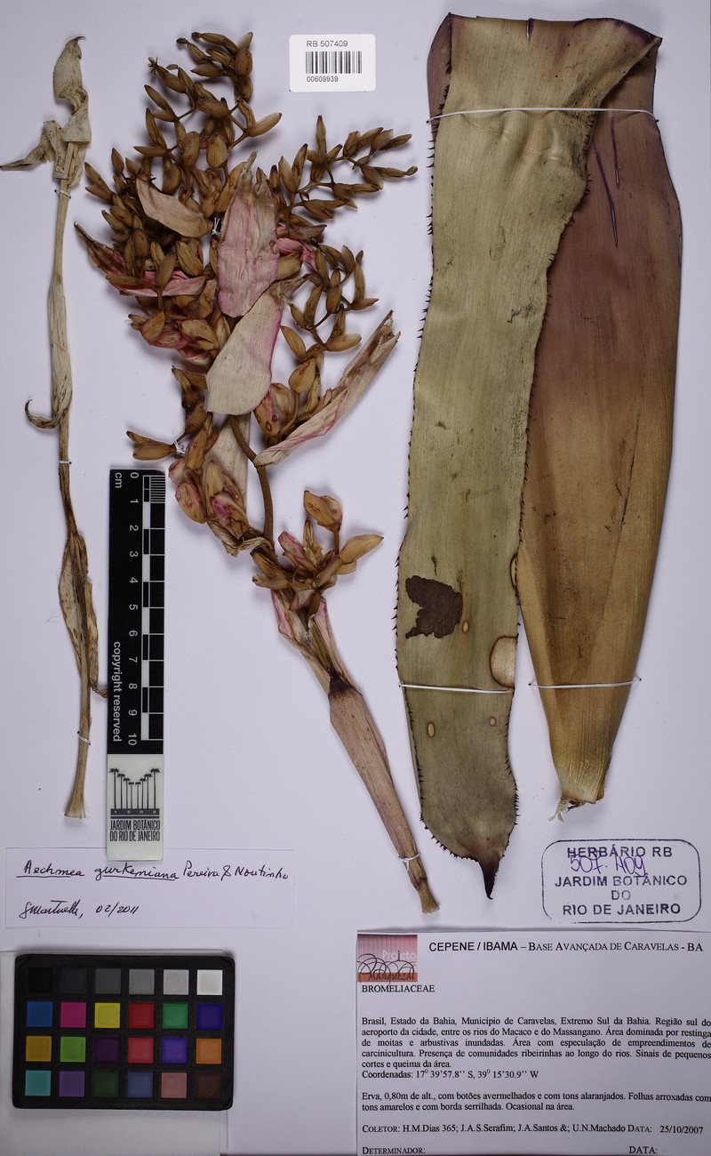 Aechmea gurkeniana photo 2