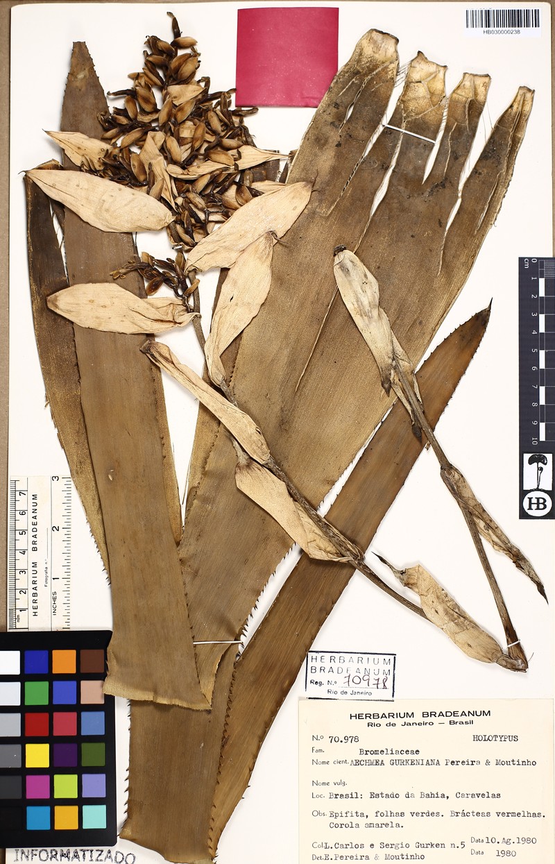 Aechmea gurkeniana photo 3