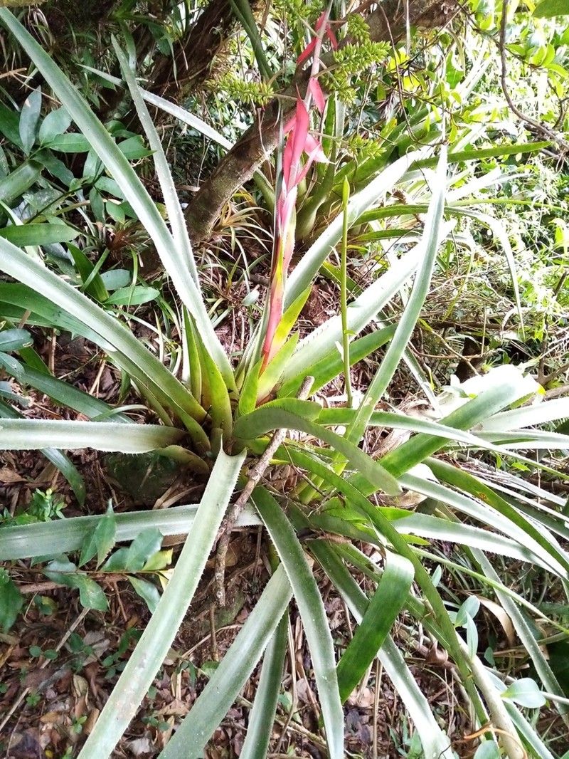 Aechmea haltonii photo 2