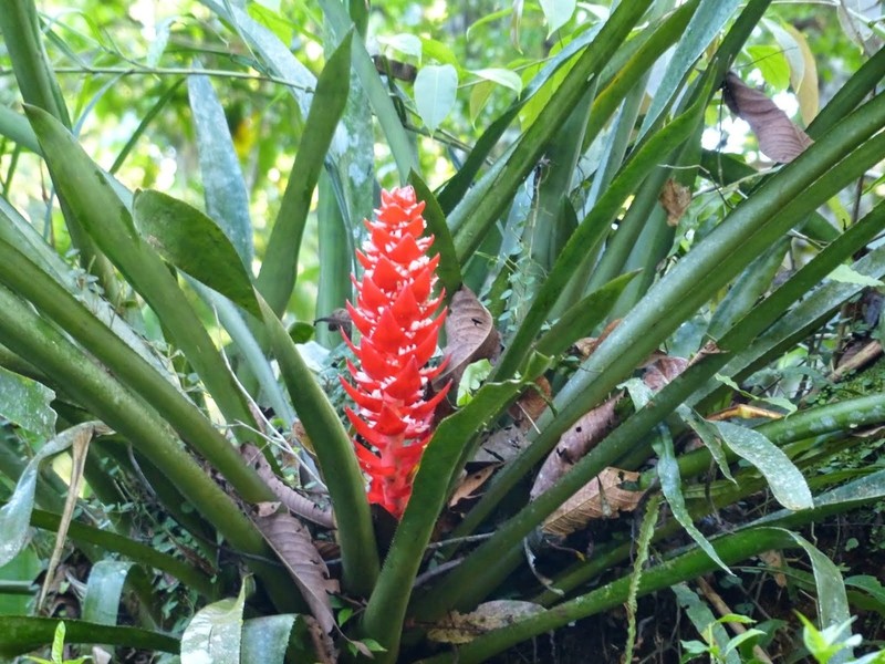 Aechmea hoppii photo 2
