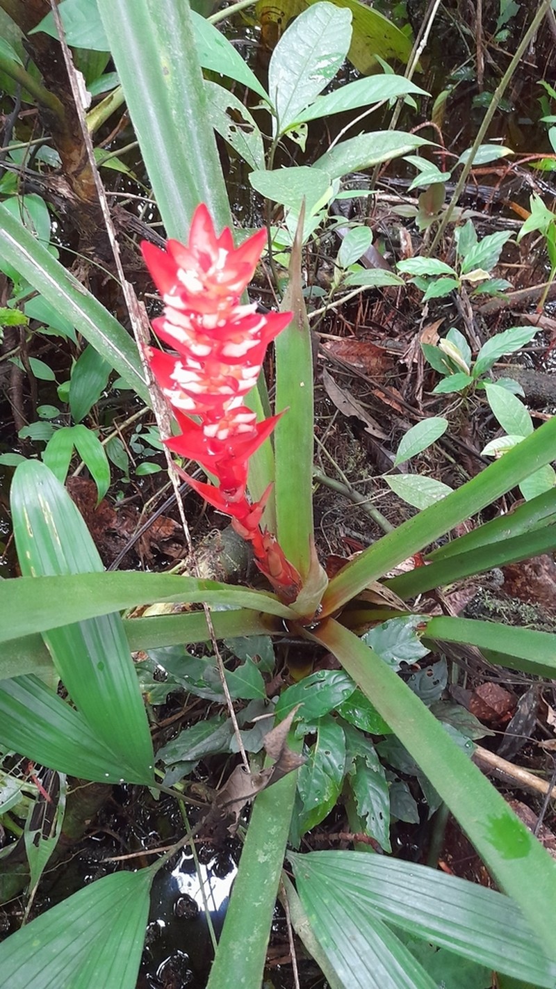 Aechmea hoppii photo 3
