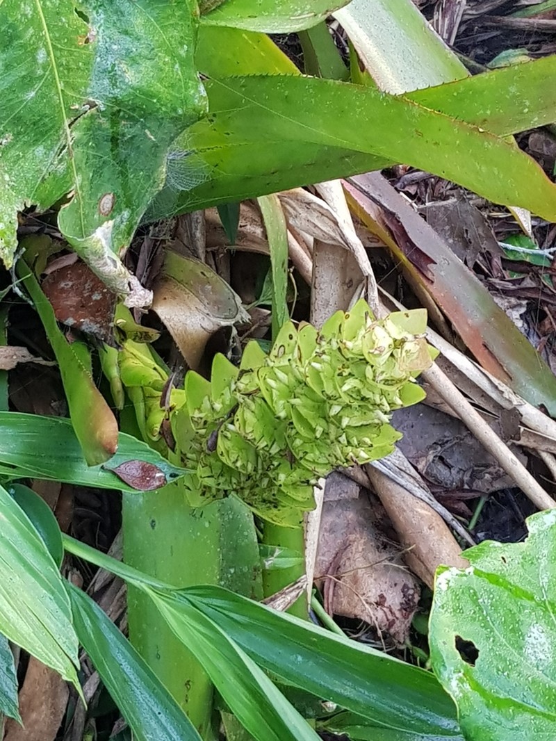 Aechmea hoppii photo 4