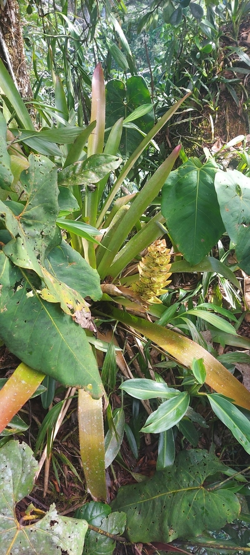 Aechmea hoppii photo 5