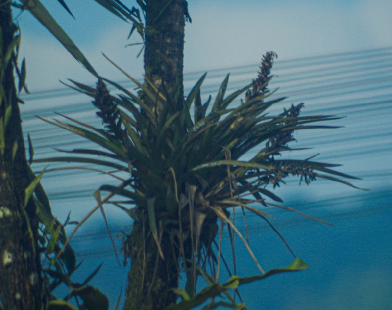 Aechmea hoppii photo 6