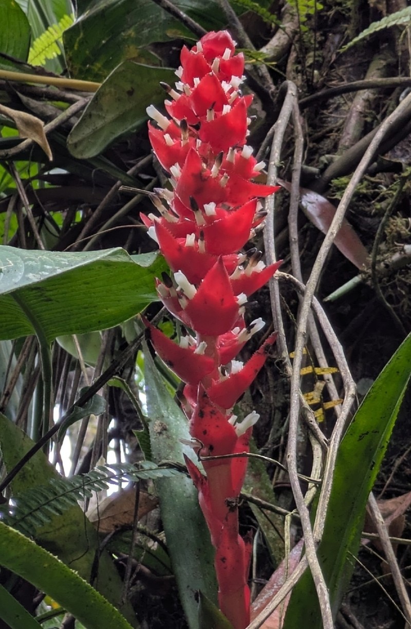 Aechmea hoppii photo 7