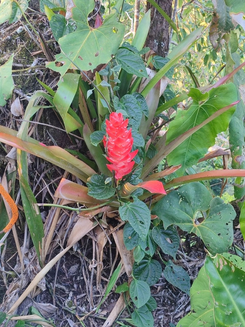 Aechmea hoppii photo 8