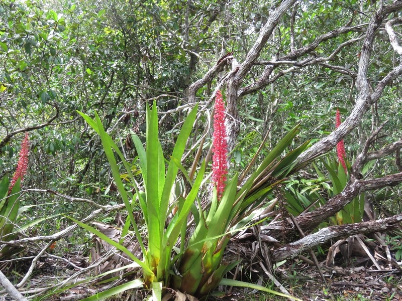 Aechmea huebneri