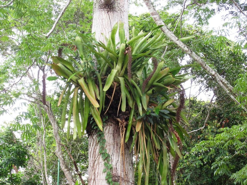 Aechmea huebneri photo 2