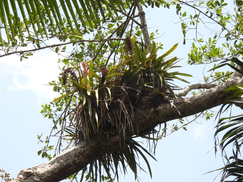 Aechmea huebneri photo 3