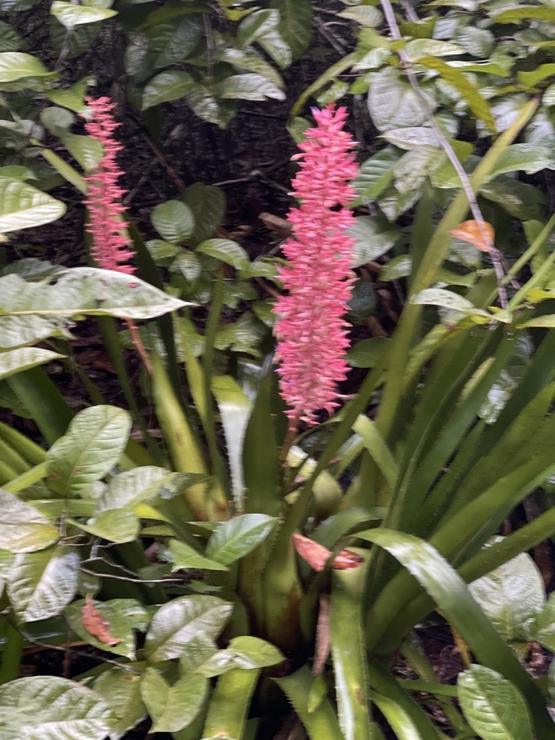 Aechmea huebneri photo 4