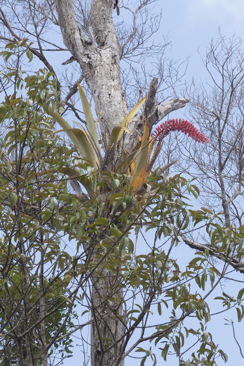 Aechmea huebneri photo 5