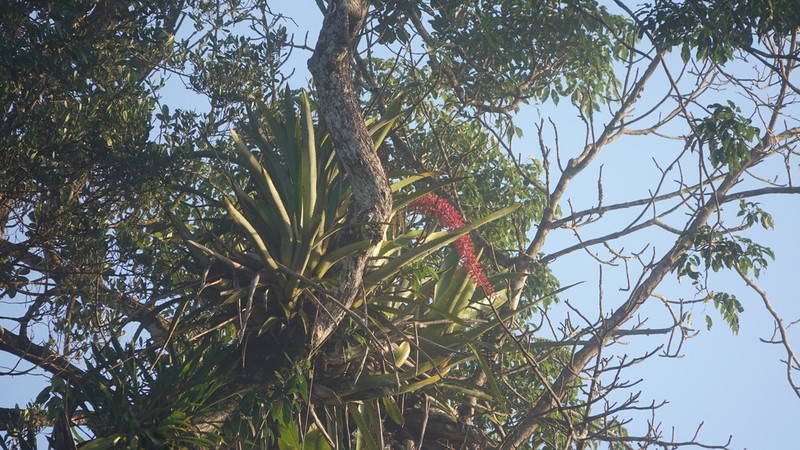 Aechmea huebneri photo 6