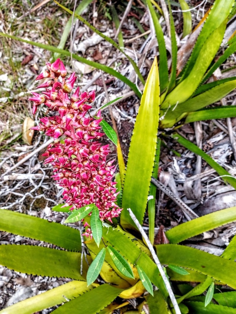 Aechmea huebneri photo 7