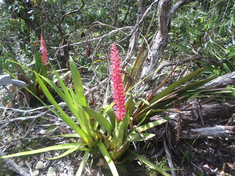 Aechmea huebneri photo 8