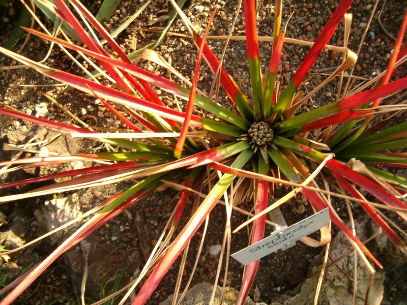 Aechmea kentii