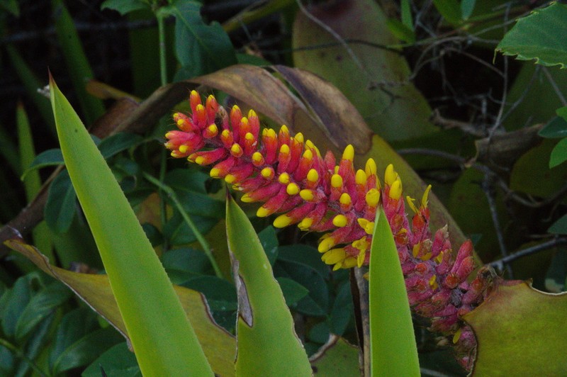 Aechmea kertesziae photo 2