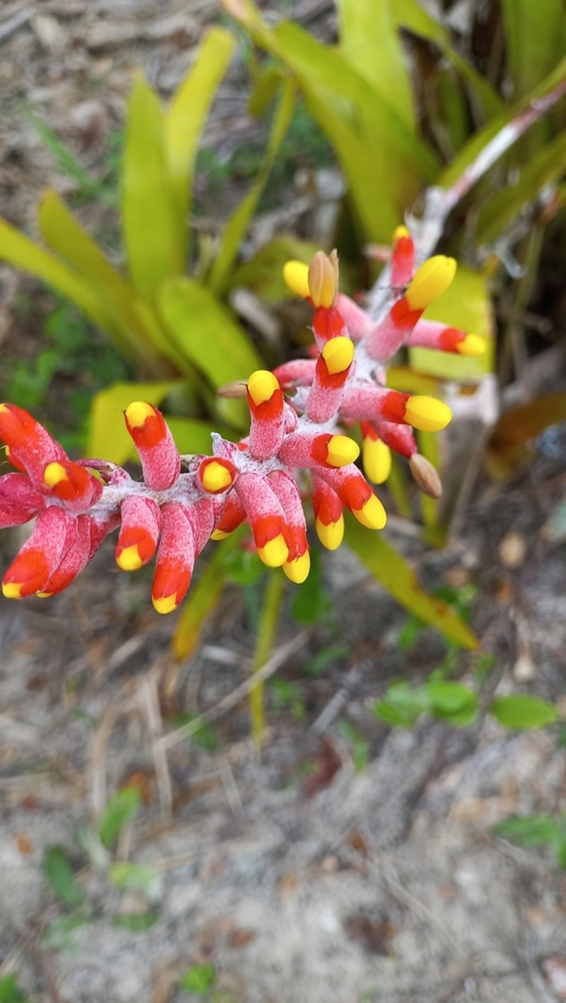Aechmea kertesziae photo 3