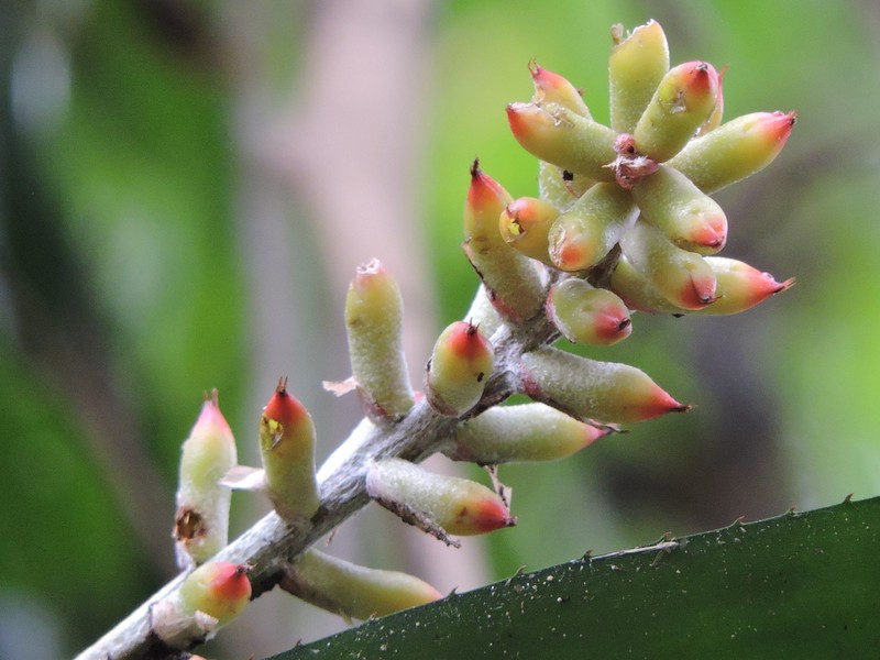 Aechmea kertesziae photo 4