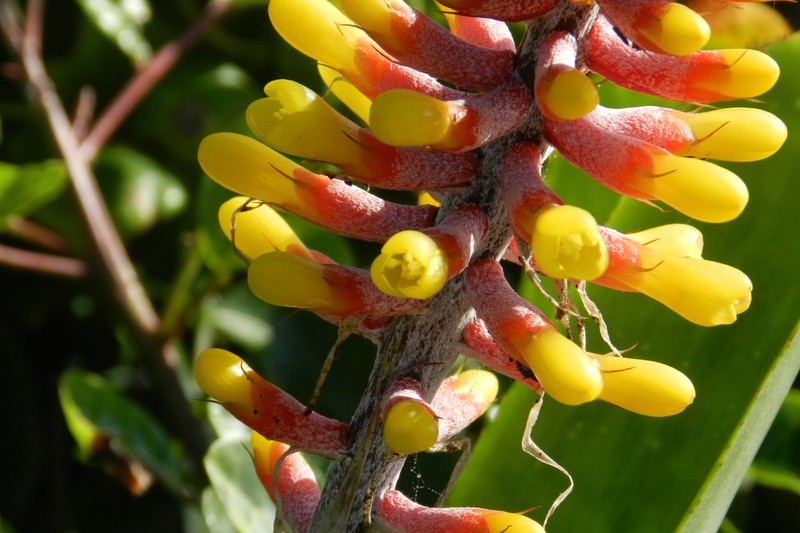 Aechmea kertesziae photo 6