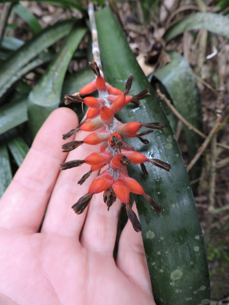 Aechmea kertesziae photo 7