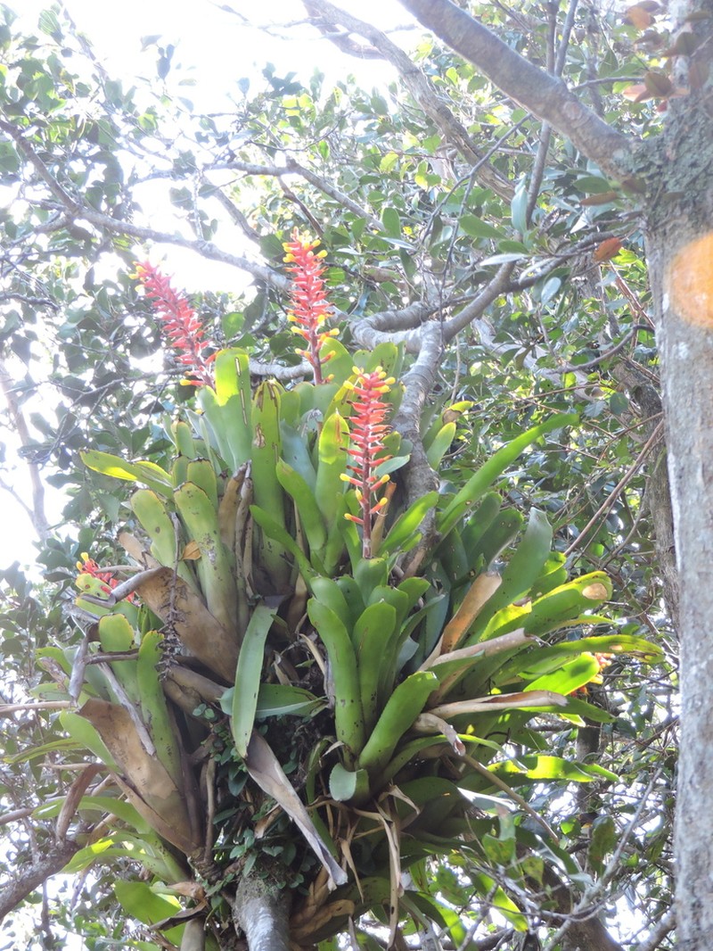 Aechmea kertesziae photo 8
