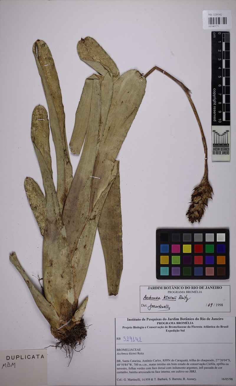 Aechmea kleinii photo 3