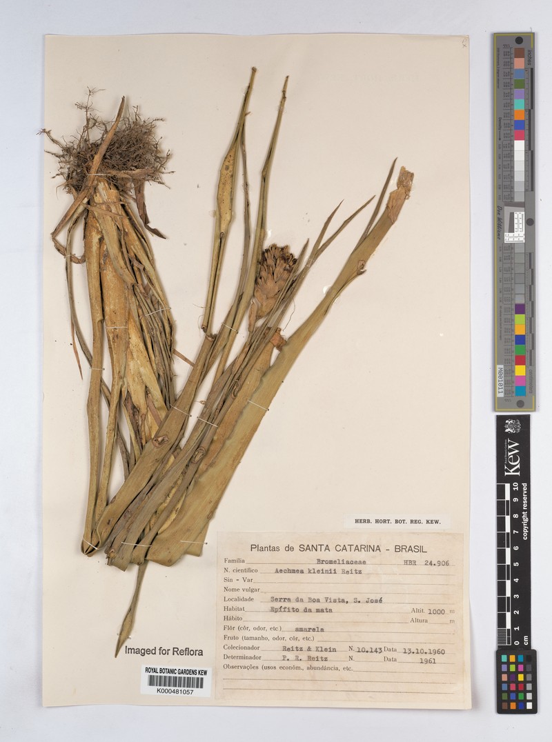Aechmea kleinii photo 4
