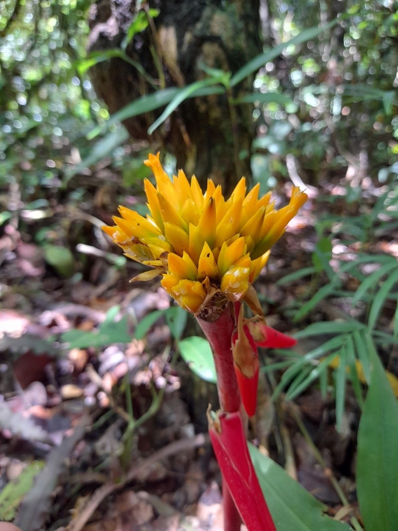 Aechmea lactifera photo 2