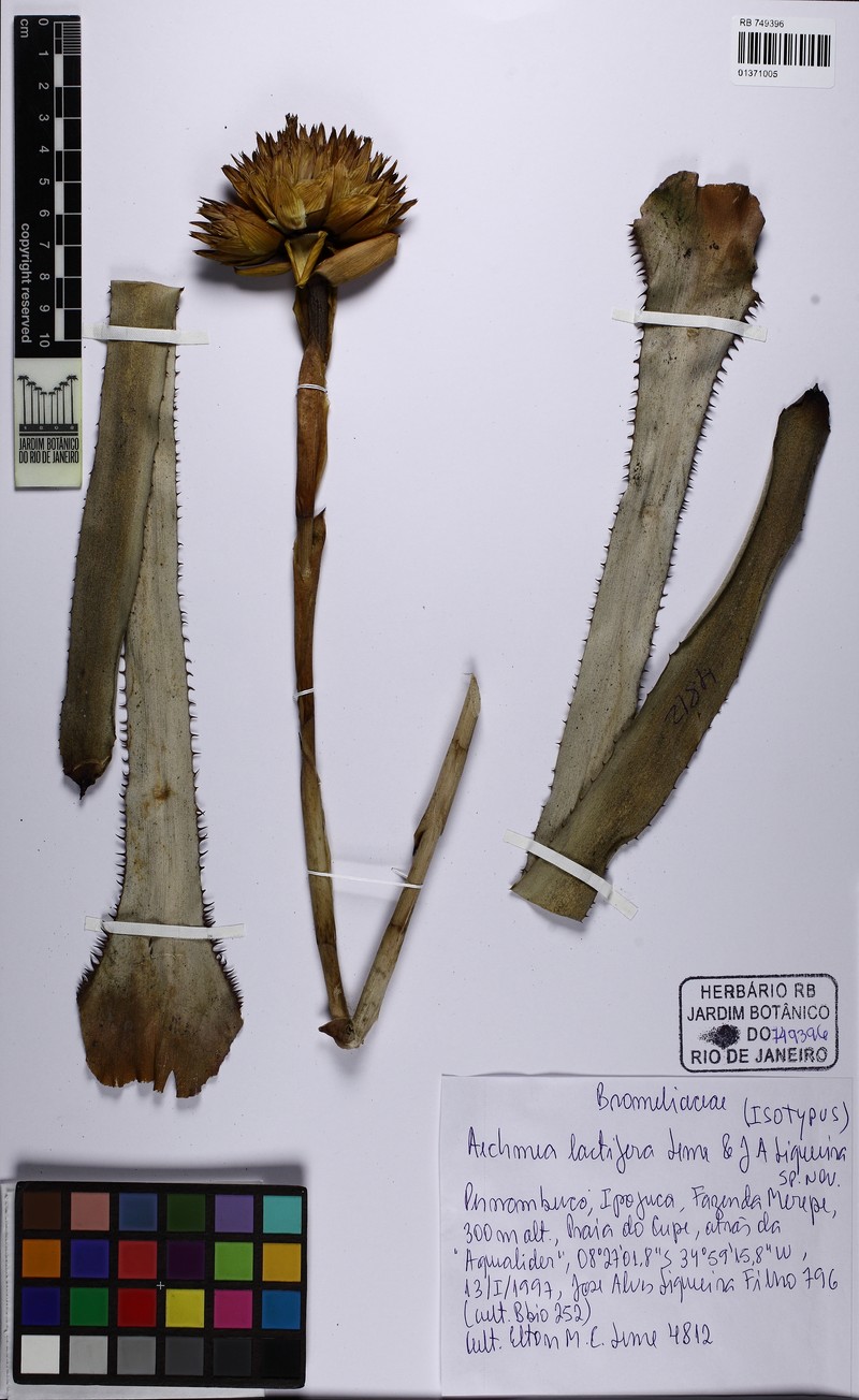 Aechmea lactifera photo 3
