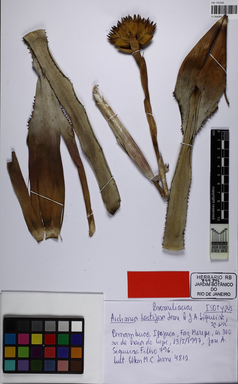 Aechmea lactifera photo 4