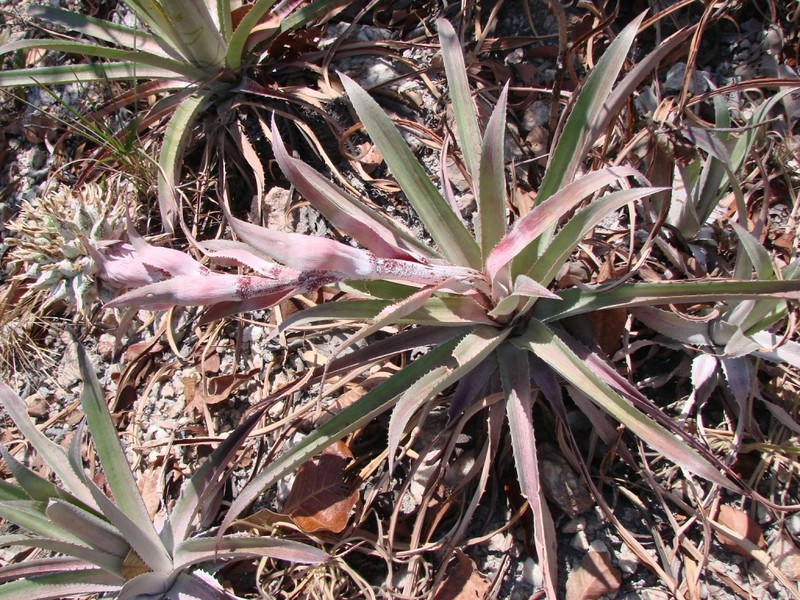 Aechmea lamarchei