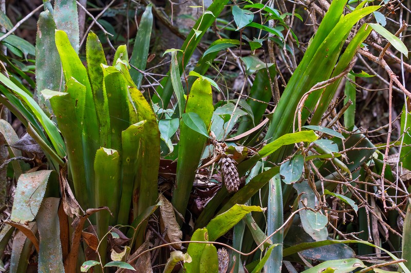Aechmea lamarchei photo 2