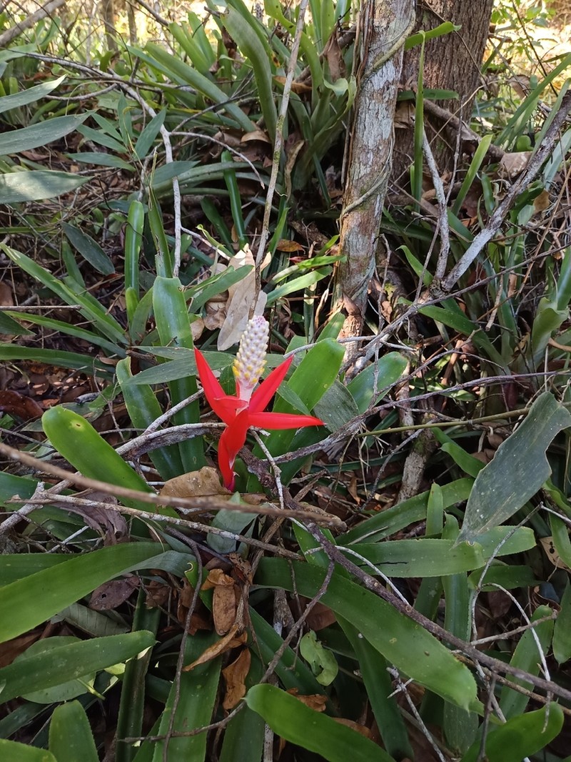 Aechmea lamarchei photo 3