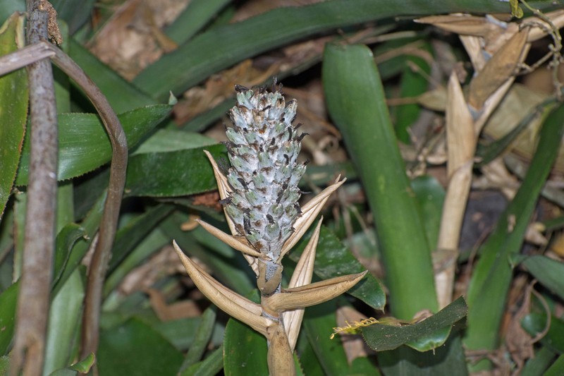 Aechmea lamarchei photo 4