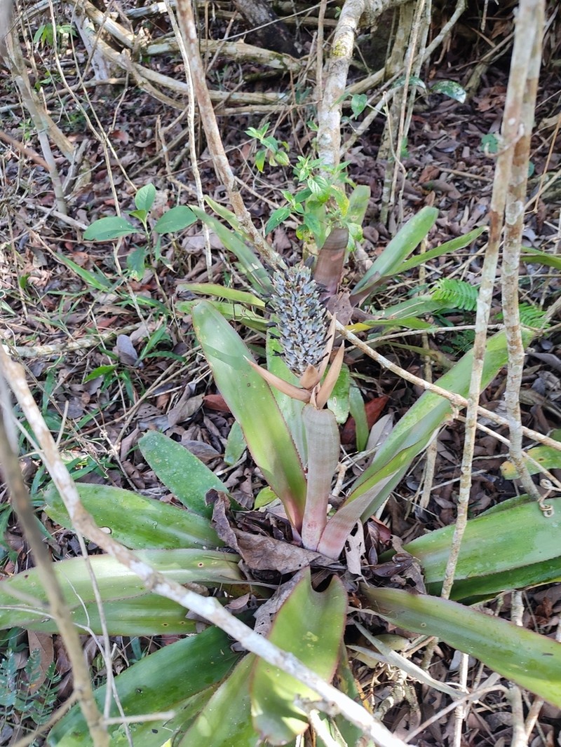 Aechmea lamarchei photo 5
