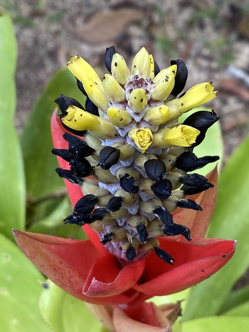 Aechmea lamarchei photo 7