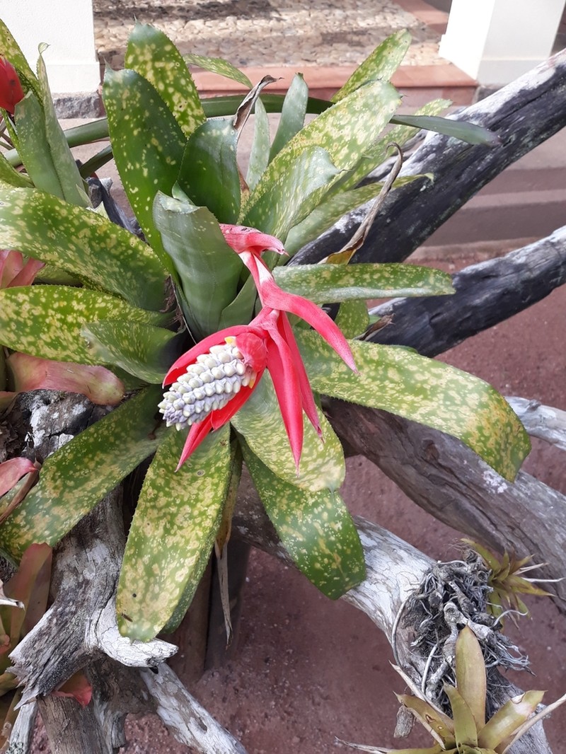 Aechmea lamarchei photo 8