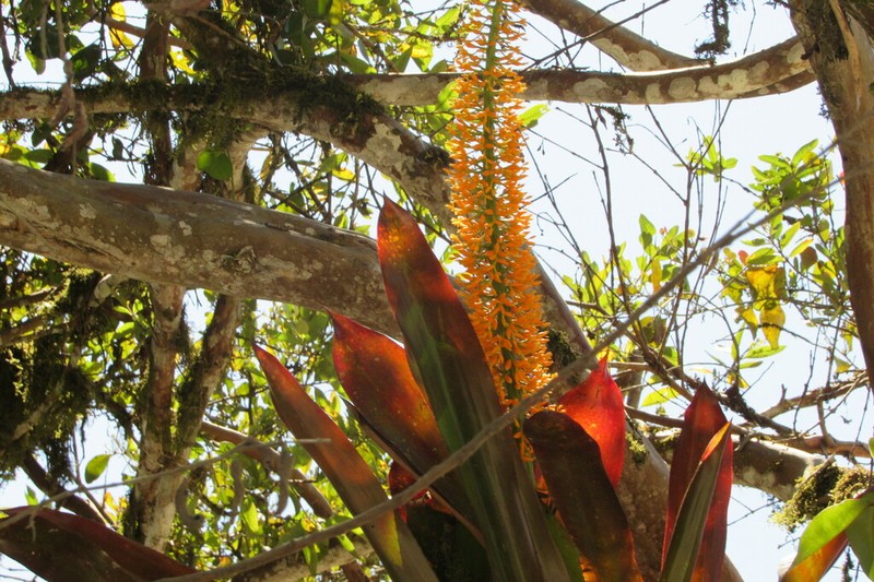 Aechmea latifolia